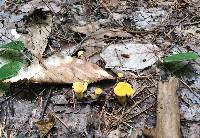 Cantharellus enelensis image