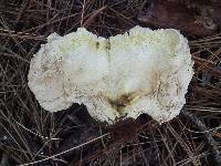 Calvatia booniana image