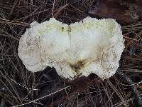 Calvatia booniana image