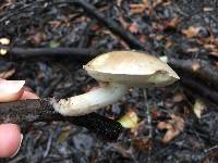 Boletus pallidus image