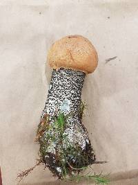 Leccinum versipelle image