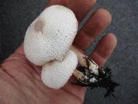 Leucoagaricus americanus image