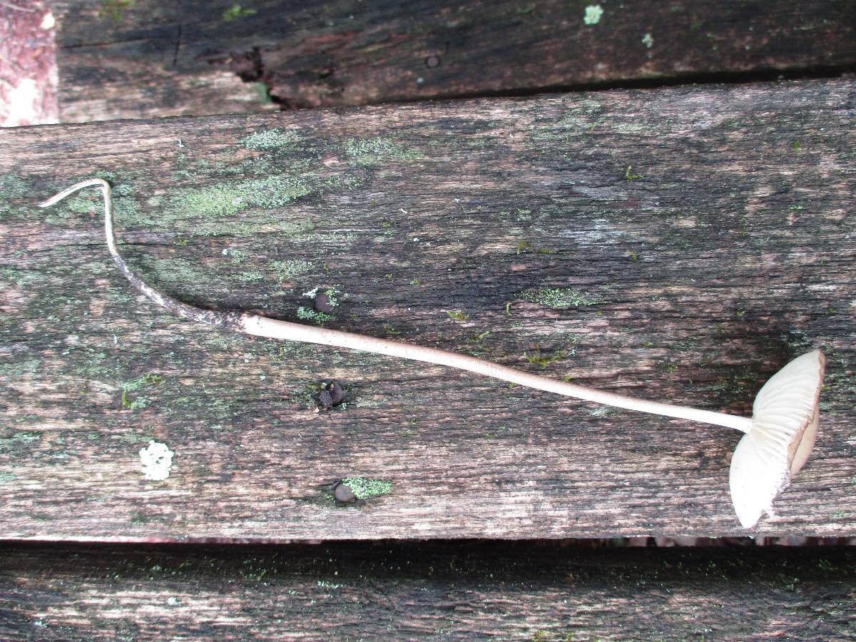 Oudemansiella furfuracea image