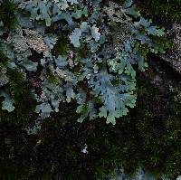 Polyblastidium japonicum image