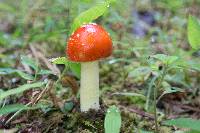 Amanita parcivolvata image