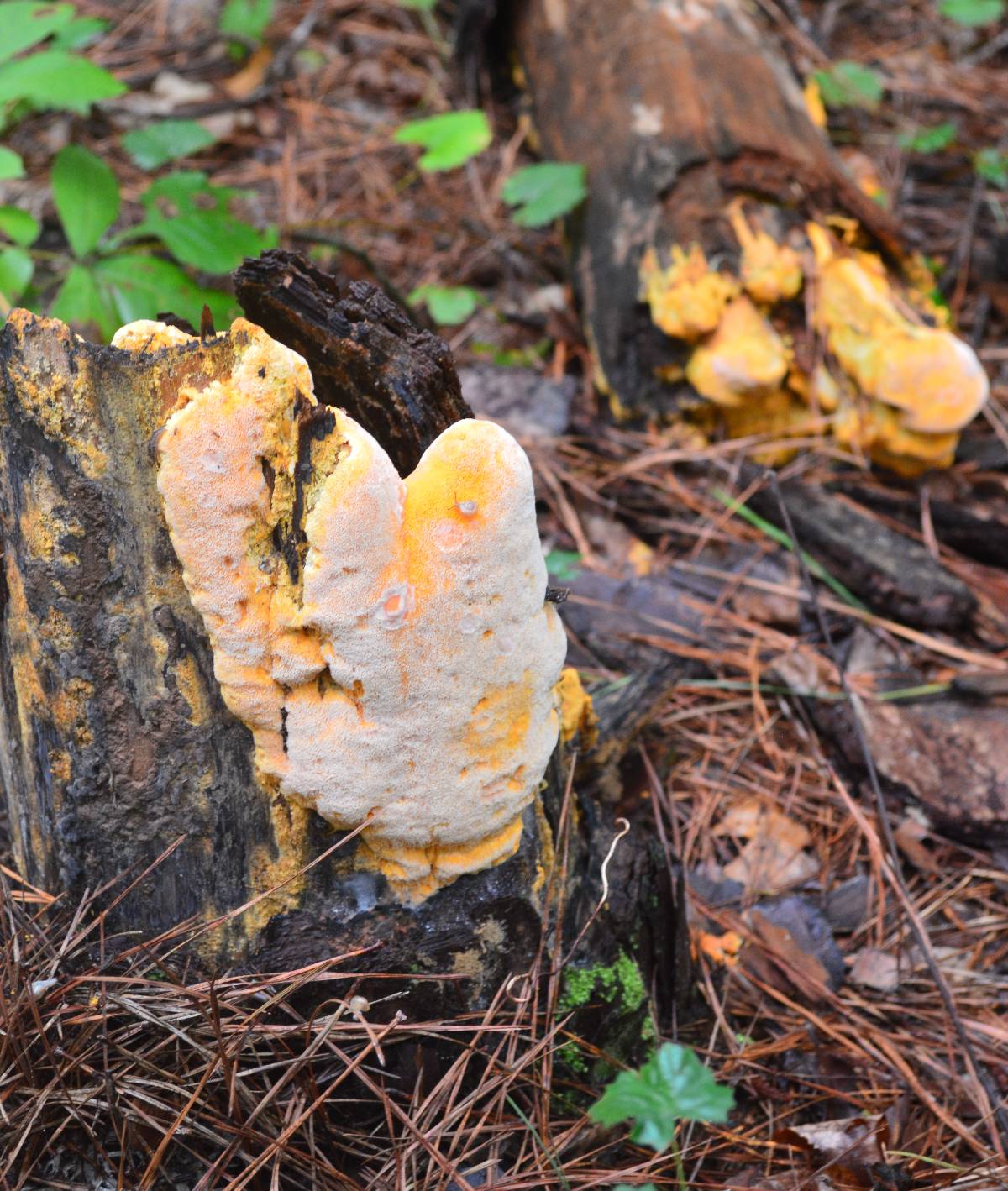 Erastia salmonicolor image