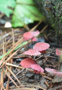 Marasmius pulcherripes image