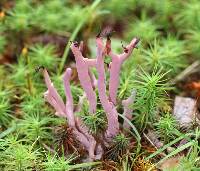 Clavaria zollingeri image