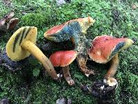 Boletus subfraternus image