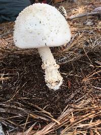 Amanita subcokeri image