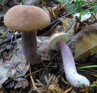 Tylopilus plumbeoviolaceus image