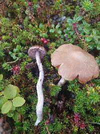 Cortinarius evernius image