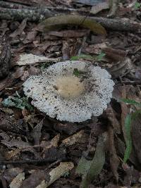 Russula crustosa image