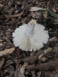 Russula crustosa image