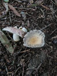 Russula crustosa image