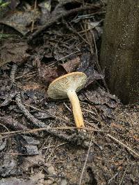 Lactarius volemus image