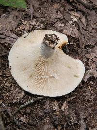 Lactifluus allardii image