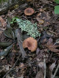 Lactarius quietus var. incanus image