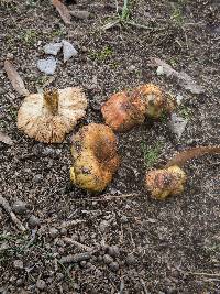 Russula mutabilis image