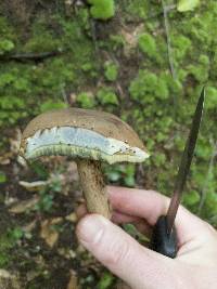 Boletus vermiculosoides image