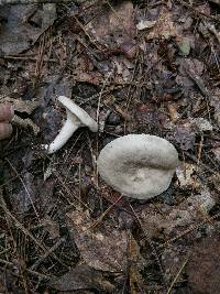 Lactarius subvernalis image