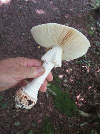 Amanita subcokeri image