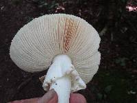 Amanita subcokeri image