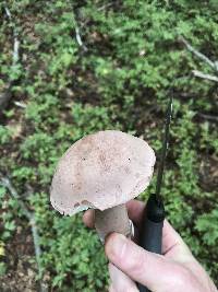 Tylopilus violatinctus image
