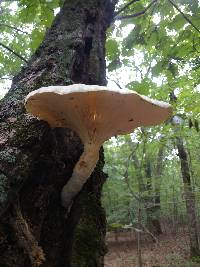 Pleurotus dryinus image