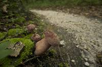 Tylopilus badiceps image
