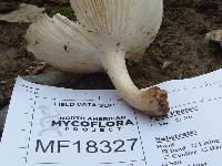 Megacollybia rodmanii image