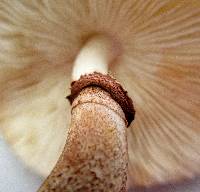 Leucoagaricus americanus image