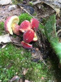 Hortiboletus campestris image