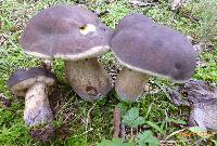 Tylopilus variobrunneus image