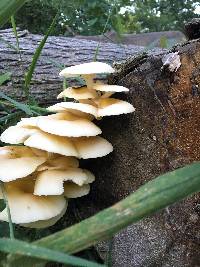 Pleurotus pulmonarius image