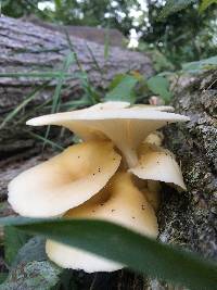 Pleurotus pulmonarius image