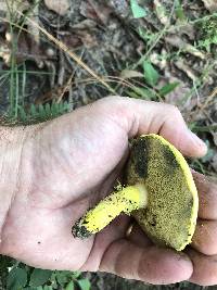 Pulveroboletus ravenelii image