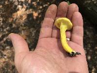 Pulveroboletus ravenelii image