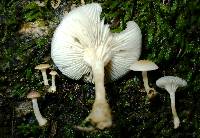 Clitocybe americana image