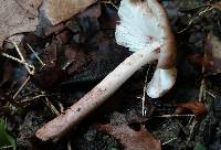 Inocybe adaequata image