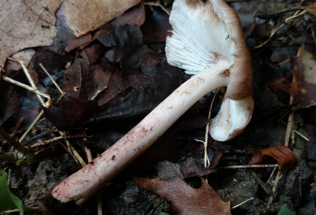 Inocybe adaequata image