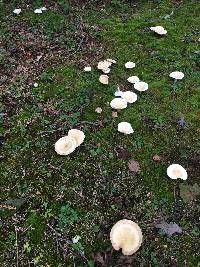 Lactarius piperatus image