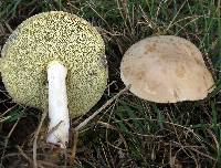 Boletus pallidus image