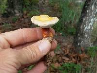 Ganoderma curtisii image