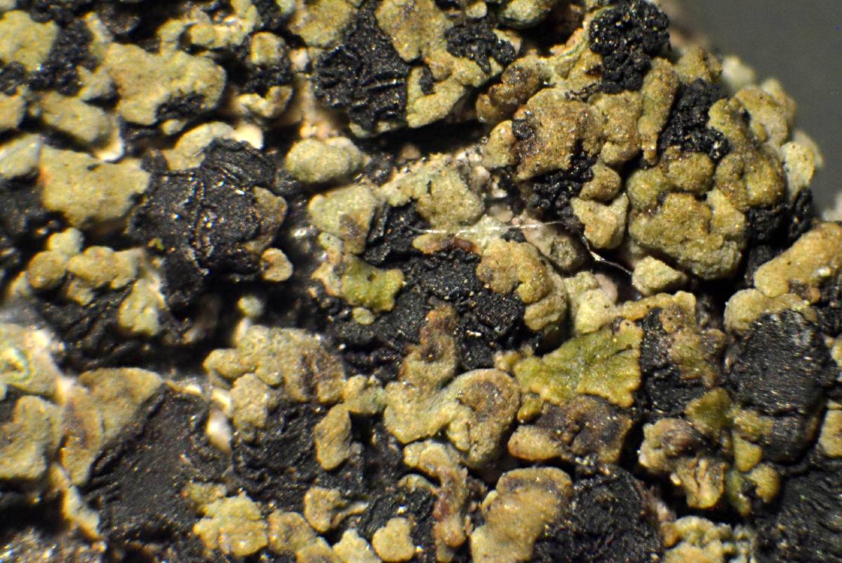 Xylopsora friesii image