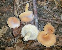 Lactifluus hygrophoroides image