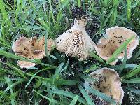 Lactarius yazooensis image