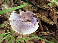 Cortinarius iodeoides image