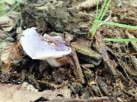 Cortinarius iodeoides image