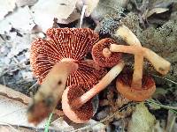 Cortinarius hesleri image